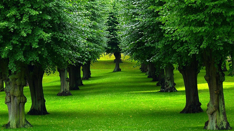 Trees! â€“ A vision of efficient Management Empire